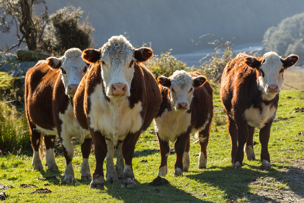 Hereford Beef Available!